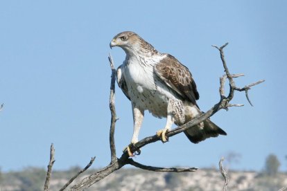 El águila perdicera es una de las aves rapaces más amenazadas de Europa.