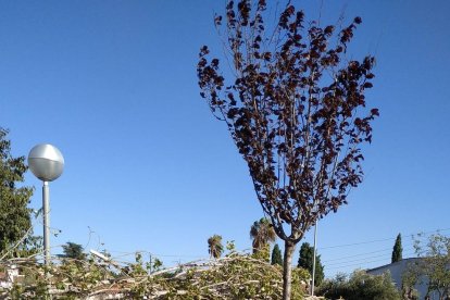 Un vehículo afectado por la caída de un árbol en Cambrils.