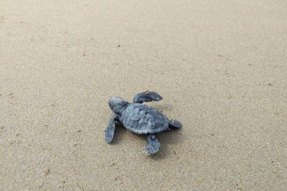 Imatge d'una cria acabada de néixer a Tarragona.