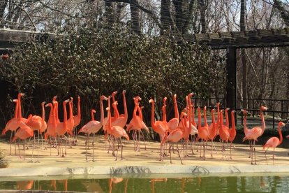 Imatge d'arxiu d'alguns flamencs americans al zoo de