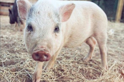 Imagen de uno de los animales que vive en el santuario.