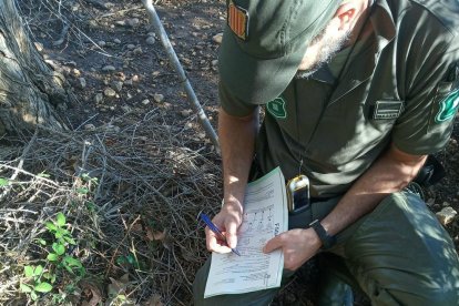 Las especies habrían muerto al chocar contra las instalaciones eléctricas.