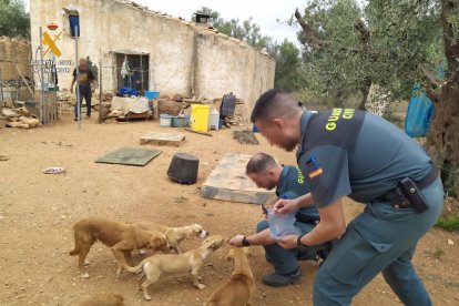 Imatge dels gossos que han trobat a Camarles en estat d'abandó i desnodrits.