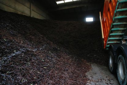 Un camió descarregant garrofes a la Cooperativa Comercial Garrofa de Mont-roig del Camp.