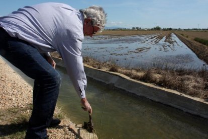 Imatge d'arxiu d'un camp d'arròs del Delta de l'Ebre