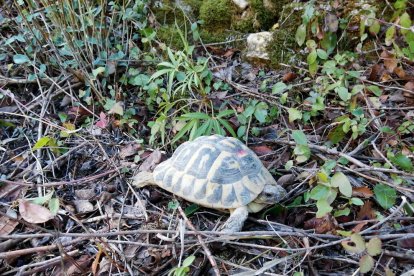 Una de las tortugas mediterráneas liberadas.