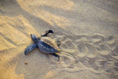 Imatge d'una tortuga careta al litoral tarragoní.