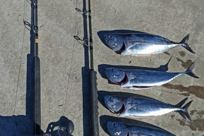 Imagen de los peces y de las cañas intervenidas.