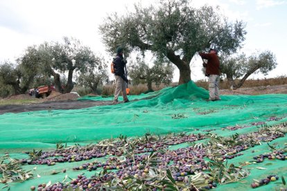 Unos campesinos recogiendo olivas, en un campo de olivos de la Selva del Camp, dentro de la DOP Siurana.