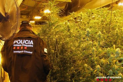 Imatge d'arxiu d'agents dels Mossos a la zona d'una plantació de marihuana a Cambrils.