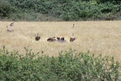 Voltors en un camp de Montagut.