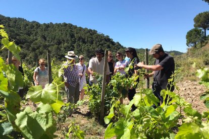 Una activitat d'enoturisme en unes vinyes de la DO Tarragona.