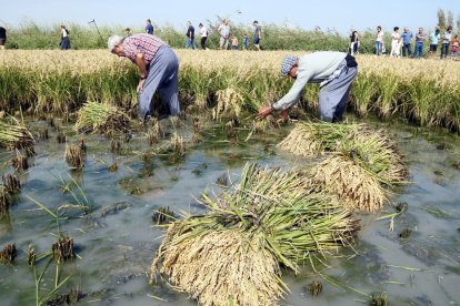 Plan|Plano general de los segadores segando el arroz durante la exhibición hecha en las fiestas del arroz de Deltebre. Imagen del 15 de septiembre del 2019 (Horizontal).