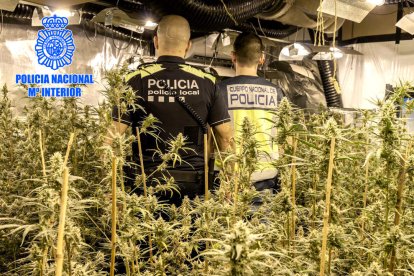 Algunas de las plantas intervenidas por la Policía Nacional en Cubelles y El Vendrell.