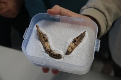 Detalle de la mandíbula humana hallada en el yacimiento del Molino del Salto de Vimbodí.