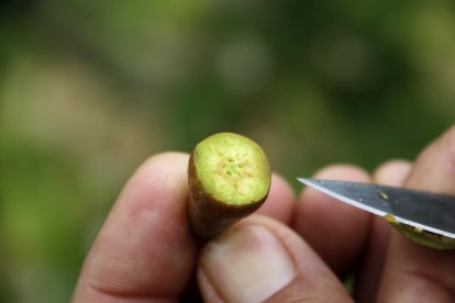 Imatge d'una pera en fase de creixement oberta per la meitat.