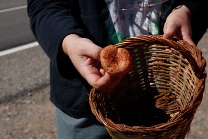 Un bolet collit aquesta temporada.