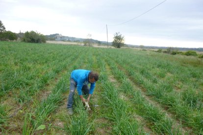 Un pagès de l'Alt Camp, arrencant calçots en l'inici de la temporada de calçotades.