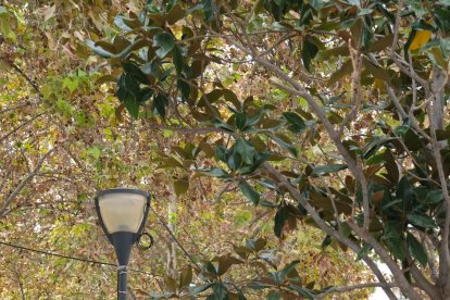 Los cambrilenses encontrarán un pingüino en la plaza Mossèn Batalla.