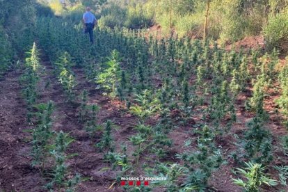 La plantació estava en una zona boscosa de difícil accés coneguda com a Clot de Comadevaques.