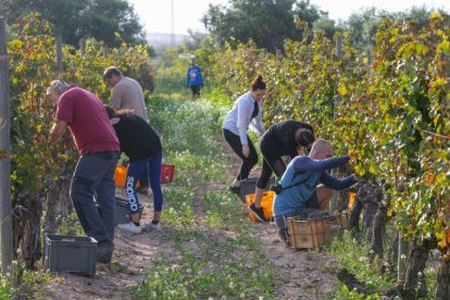 Imatge d'estudiants i professors d'Enologia de la URV treballant a la vinya.