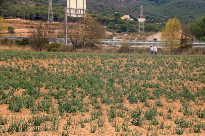 Dos treballadors -al fons- encalcen els últims calçots d'una finca agrícola del Pla de Santa Maria.