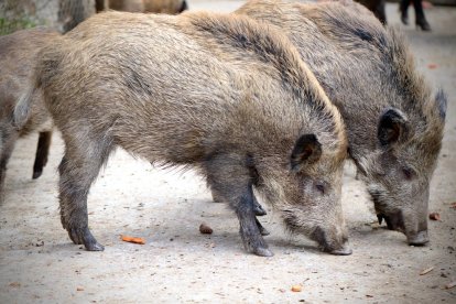 Imatge d'arxiu d'un grup de senglars, uns animals que cada cop es veuen més a les ciutats.