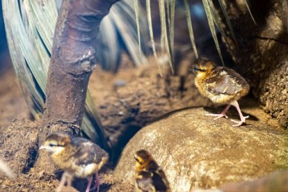 Pollets de faisà d'Edwards que han nascut al Zoo de Barcelona.