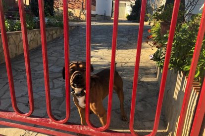 El perro se encuentra liberado dentro de la finca.