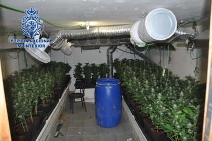 Desmantellen tres plantacions de marihuana al Montmell