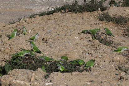 Els pagesos alerten de la incipient plaga de cotorres a conreus d'interior