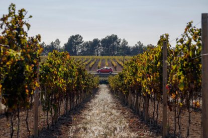 Imagen de archivo de unas viñas del Penedès, con un coche en el fondo de la imagen.