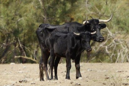 La vintena d'animals que viuen ara a l'illa han patit un nou episodi de fam els últims mesos.