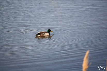 Imatge de l'ànec del coll verd, molt habitual al riu Ebre.