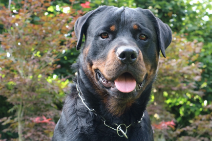 Imagen de archivo de un perro de raza rottweiler.