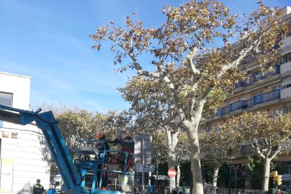 Imatge d'un dels àrbres mentre el retiraven de la Rambla.