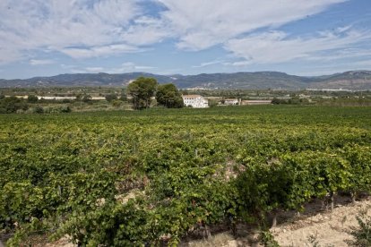 Una desena de cellers tarragonins presenten els seus productes a Colorado