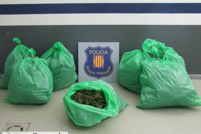 Detingut un home al Priorat per cultivar més de 680 plantes de marihuana