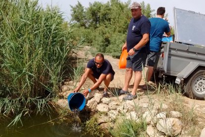 Pla general de l'alliberament de les anguiles al medi fluvial. Imatge del 10 de juliol de 2017