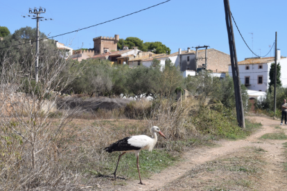 Imatge de la cigonya amb el nucli de Ferran al fons.