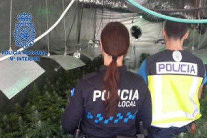 Desmantellen una plantació de marihuana gestionada per narcotraficants a Calafell