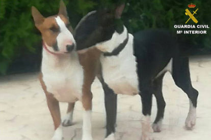 Els gossos de raça bull-terrier estàn considerats com a potencialment perillosos.