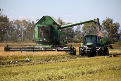 Una recol·lectora i un tractor per l'arrossar.