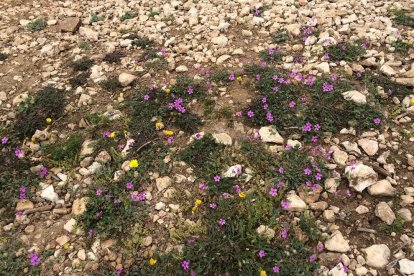 Cargola sanguínia presente en la zona del Clot del Mèdol