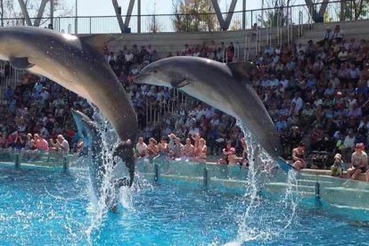 Los delfines en el Aquopolis durante una exhibición.