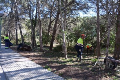 Imatge dels treballs de la neteja forestal a la Móra.