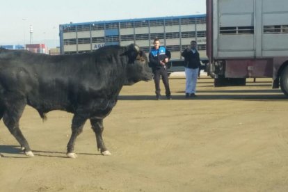 La Autoridad Portuaria ha redirigido el toro hacia el barco