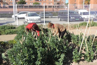 Els productes dels horts són per a les persones que s'encarreguen del seu conreu.