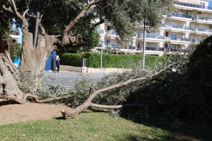 Un olivo que se ha roto en Salou.