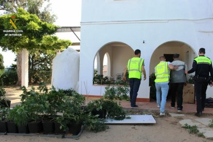 Un robatori entre bandes precipita el desmantellament d'una plantació de marihuana a Mont-roig